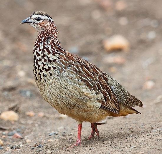 Crested Francolin